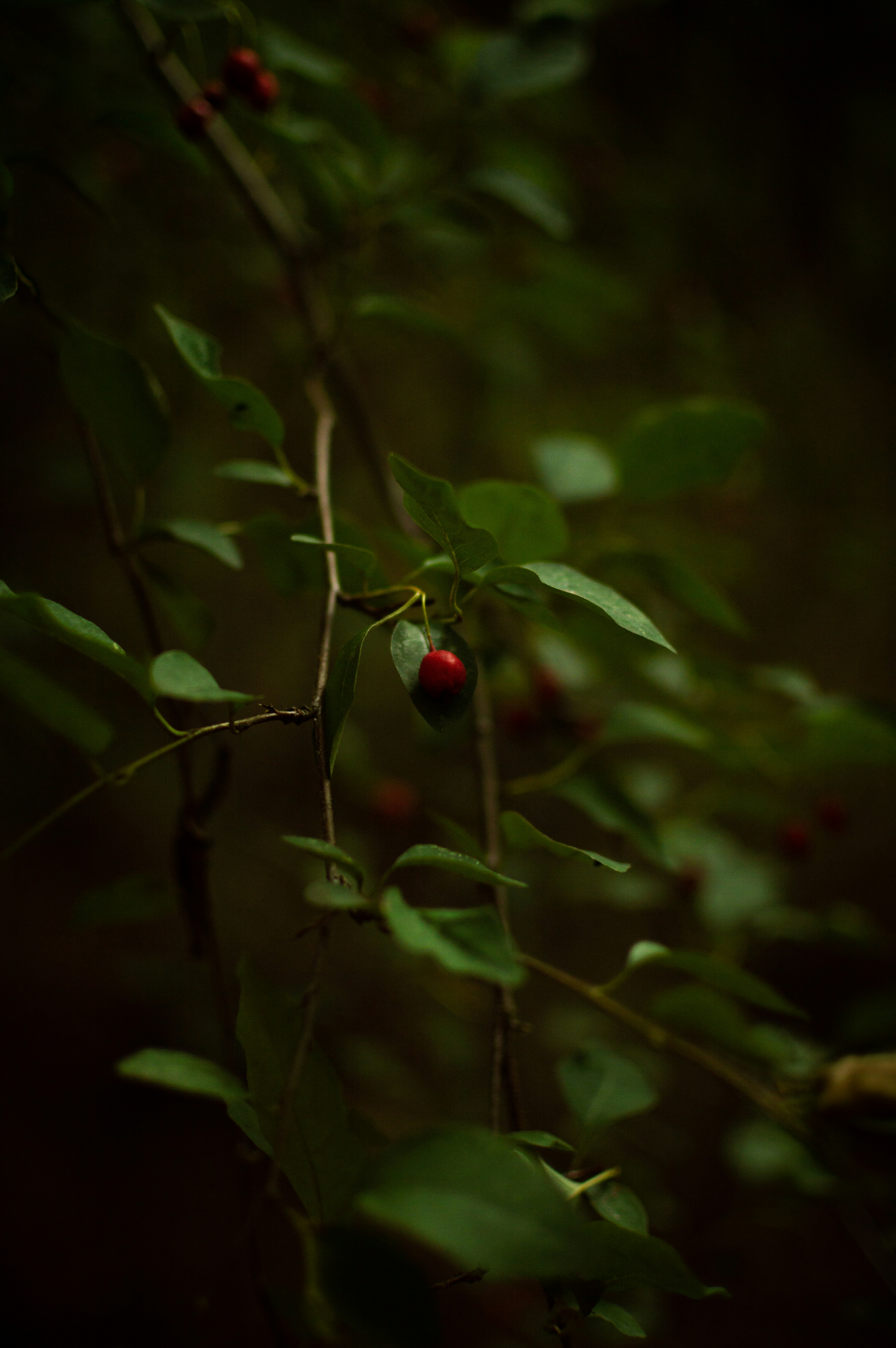 red fruit in tilt shift lens