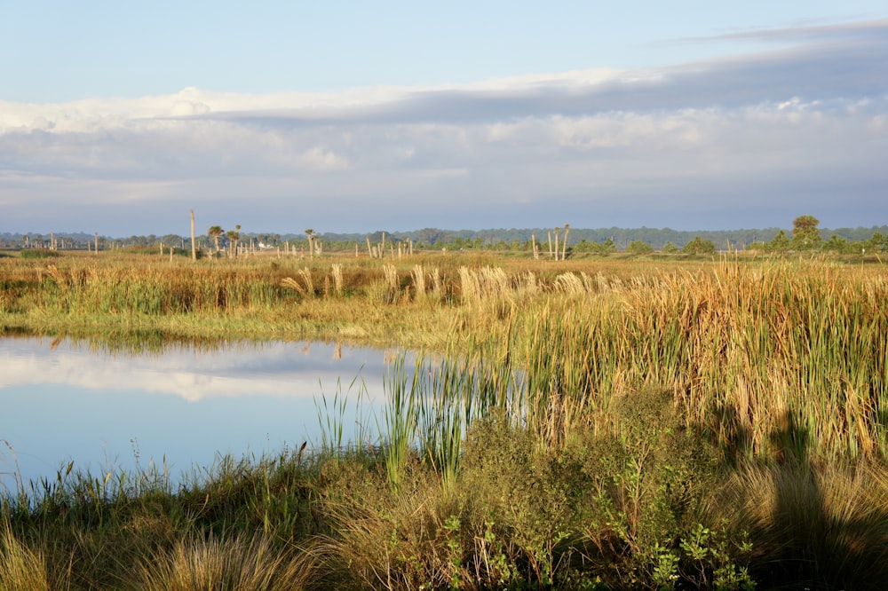 green grass near lake under blue sky during daytime