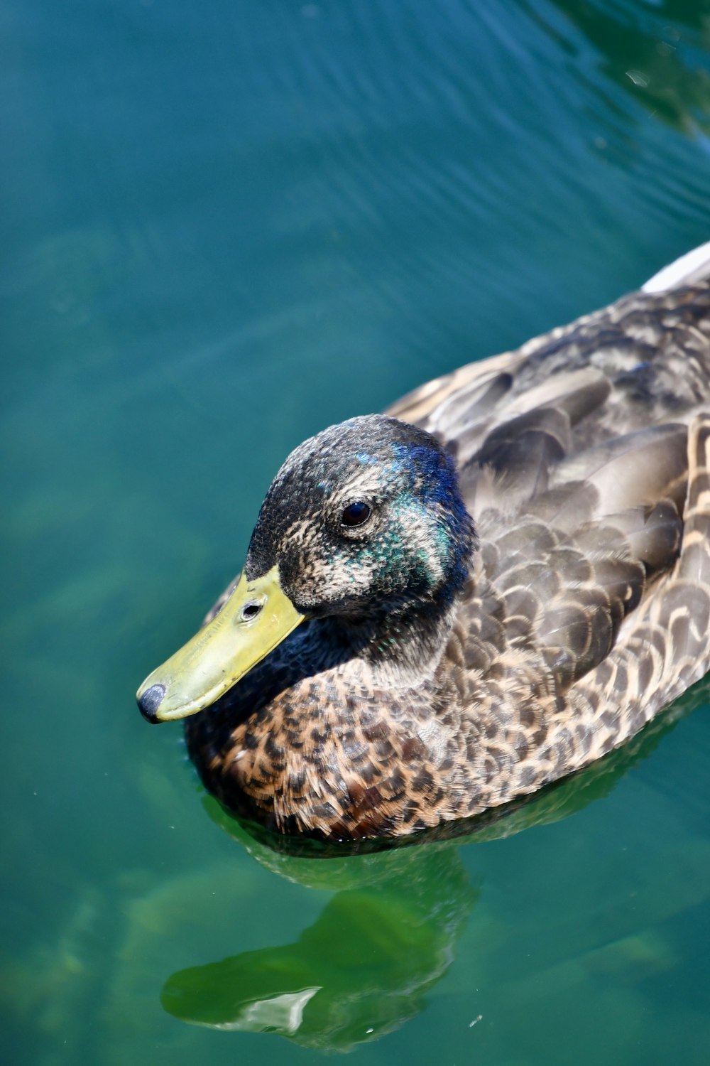 canard colvert nageant sur l’eau