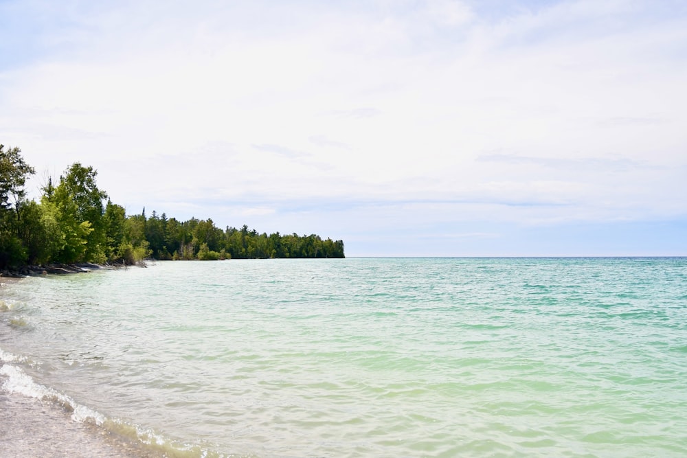 green trees on seashore under white sky during daytime