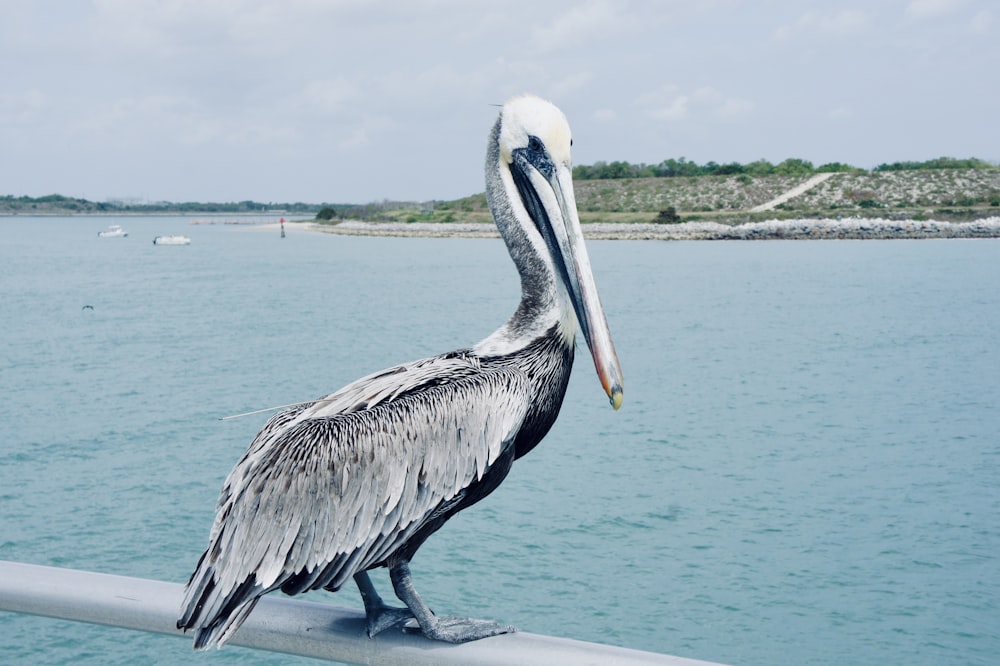 pelican flying over the sea during daytime