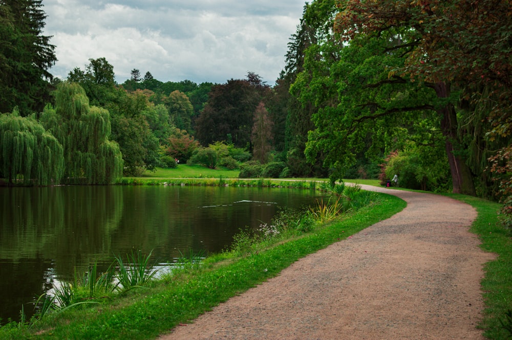 green trees beside river under cloudy sky during daytime