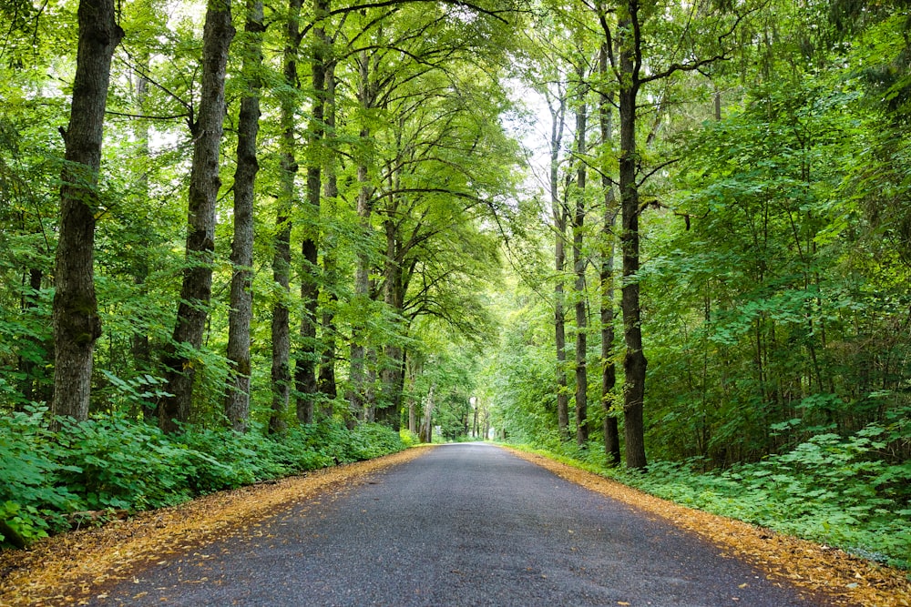 Carretera de asfalto gris entre árboles verdes durante el día