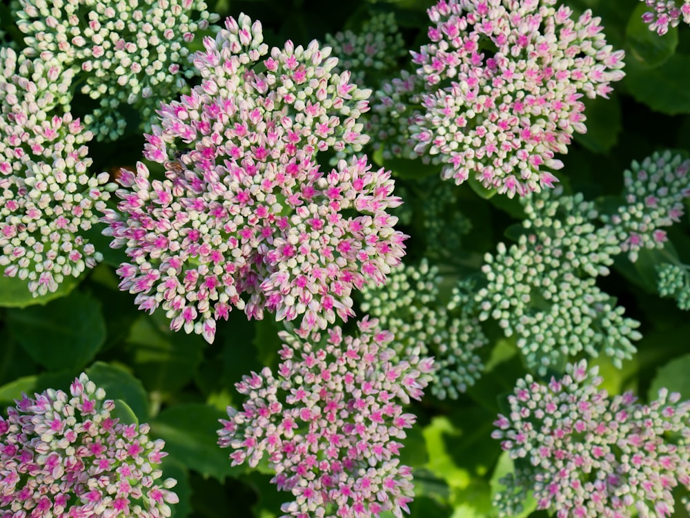 pink and green flower in close up photography