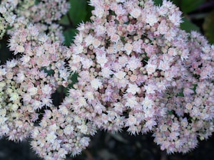 Blossom Delight