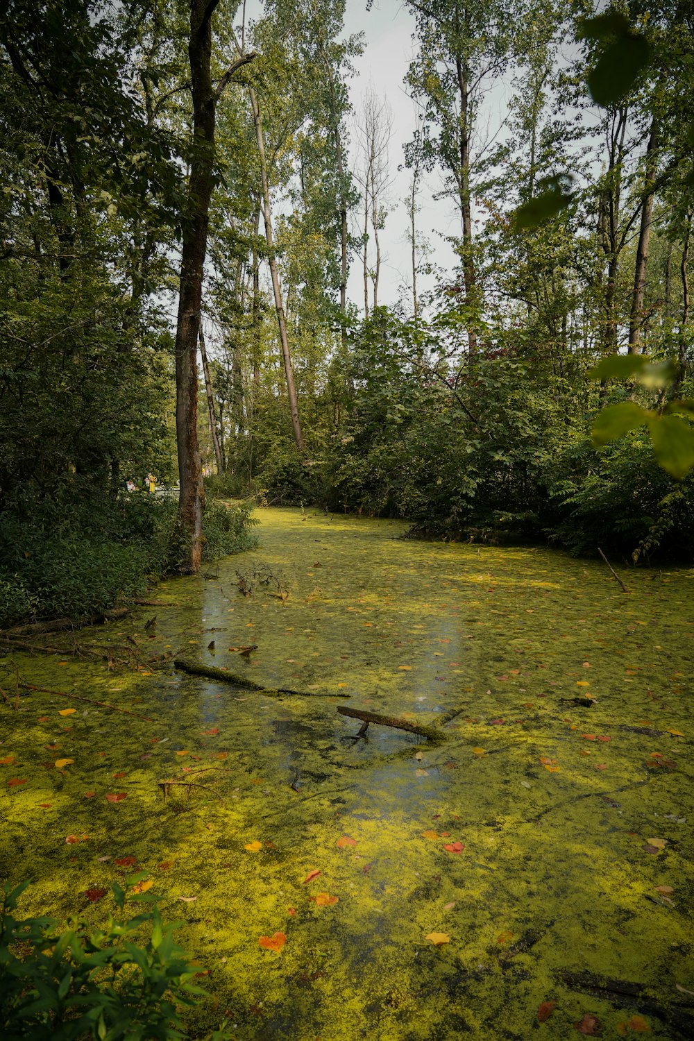 green grass and trees on the forest