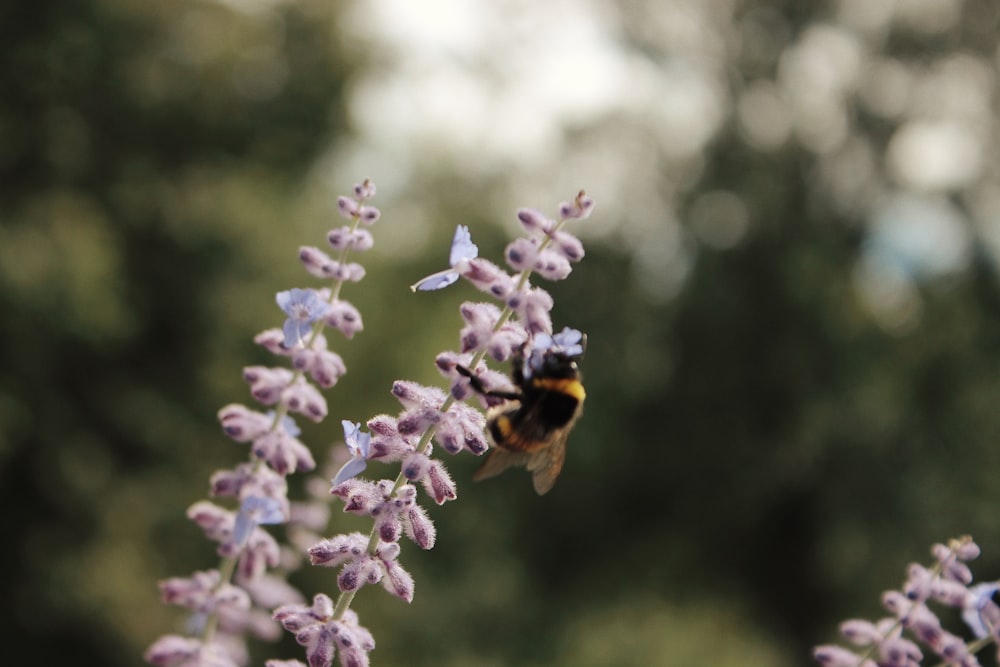 purple flower in tilt shift lens