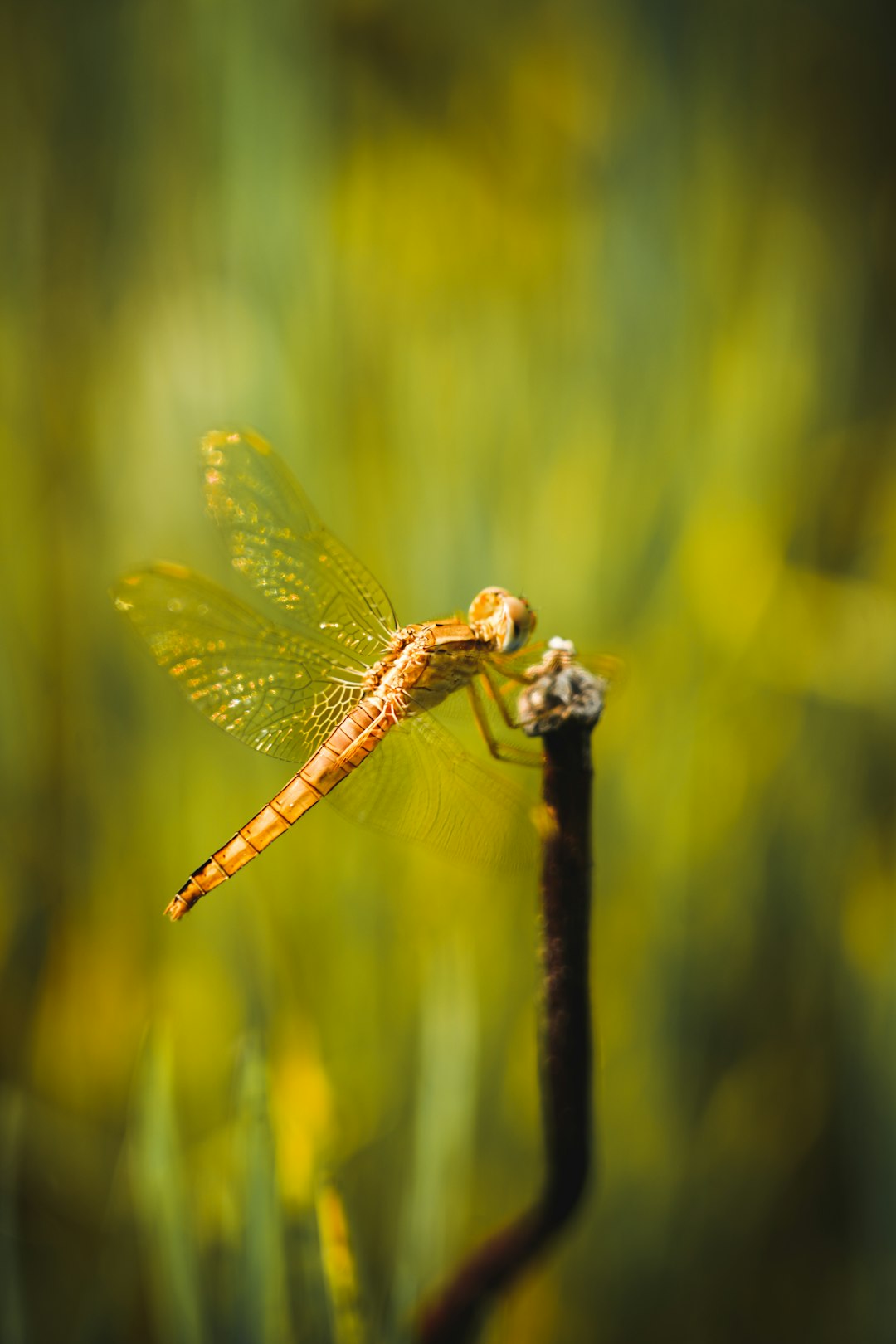 brown dragonfly perched on brown stick in close up photography during daytime