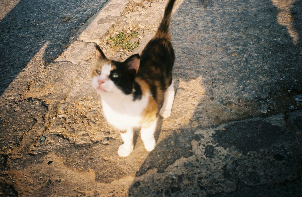 white and brown cat on brown dirt