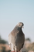 brown bird in close up photography