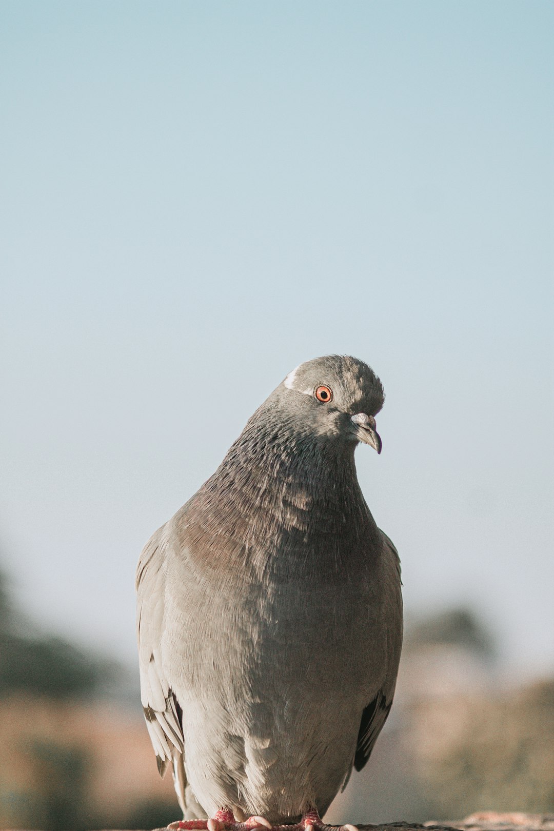 brown bird in close up photography