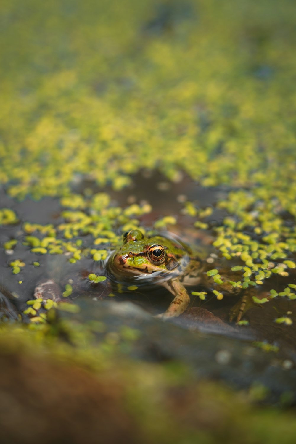 green frog on water lily