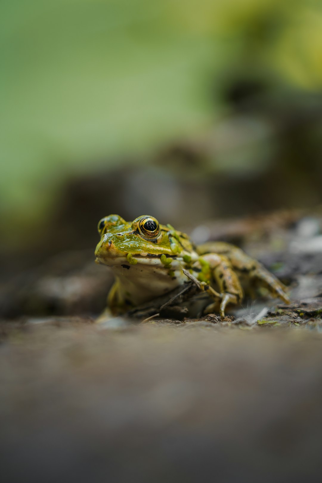 green frog on gray rock