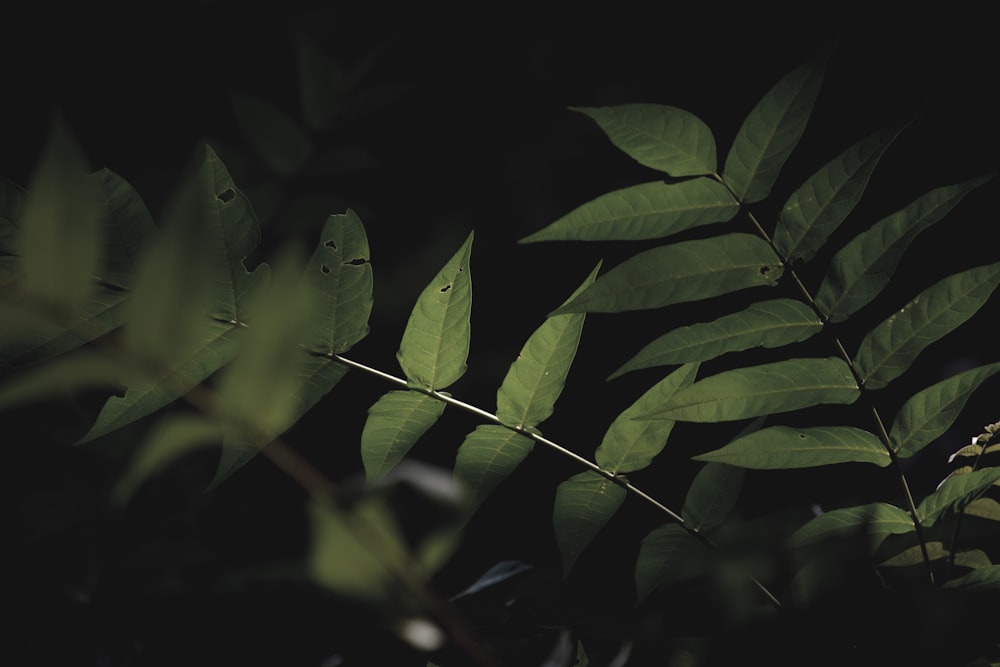 어두운 방에 녹색 잎
