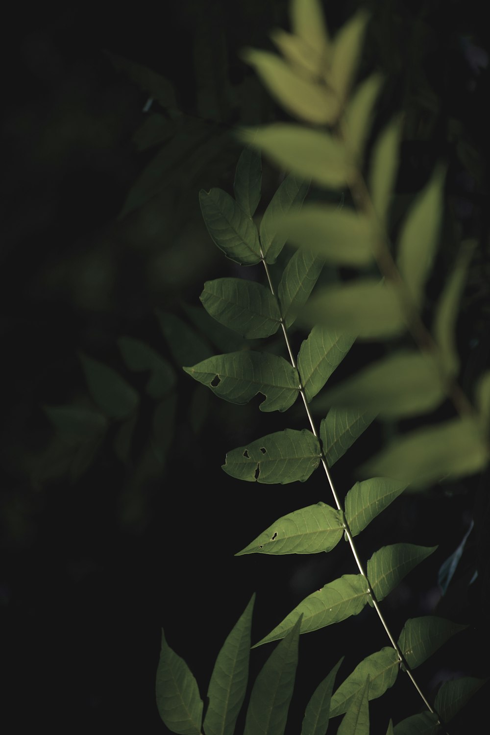 green leaf plant in close up photography