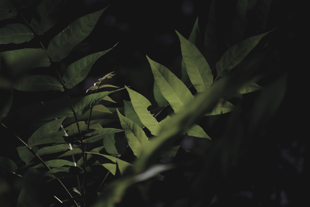 green leaves in close up photography