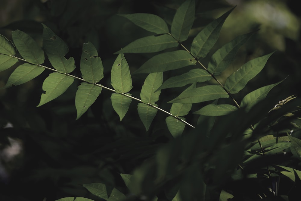 feuilles vertes en photographie en gros plan