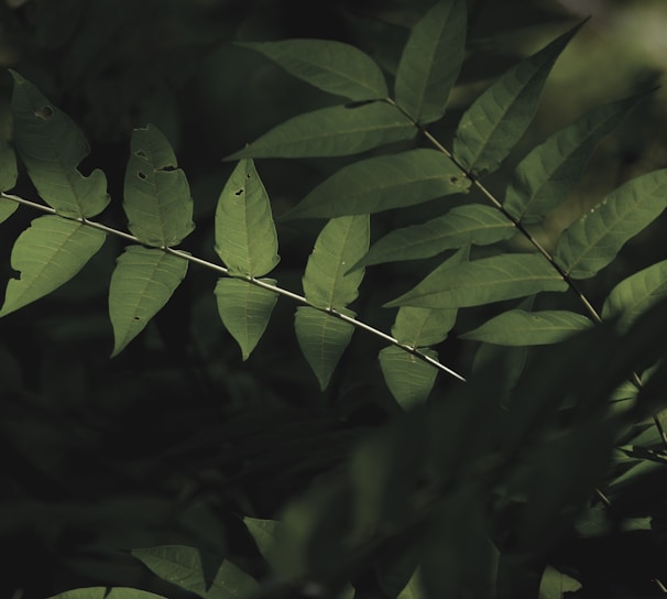 green leaves in close up photography