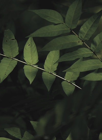 green leaves in close up photography