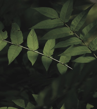 green leaves in close up photography