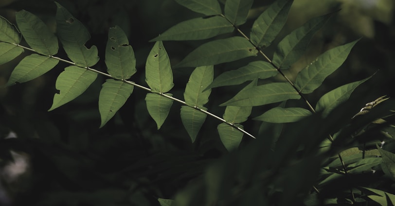 green leaves in close up photography