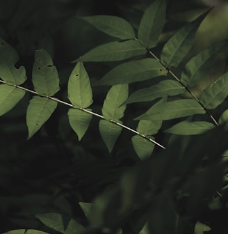 green leaves in close up photography