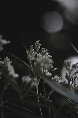 Soft-focus image of a delicate bouquet resting on a light gray linen cloth.
