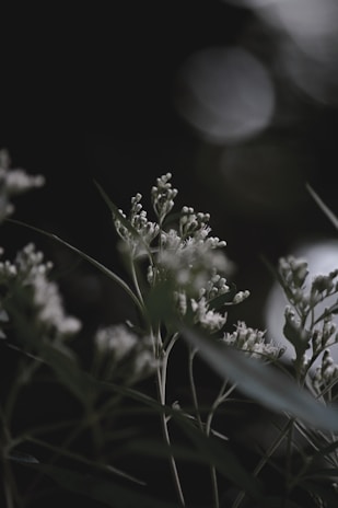 Soft-focus image of delicate herbal leaves arranged on a cream background.