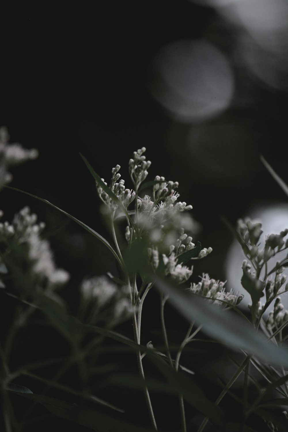 fleurs blanches dans une lentille à bascule