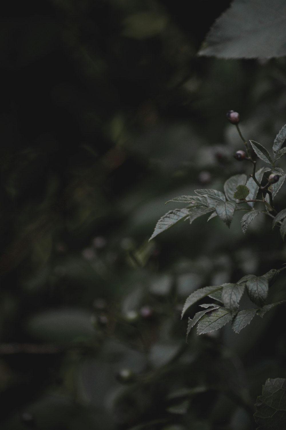 green leaves in tilt shift lens