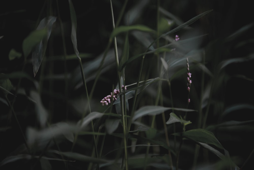 Papillon blanc et noir sur plante verte