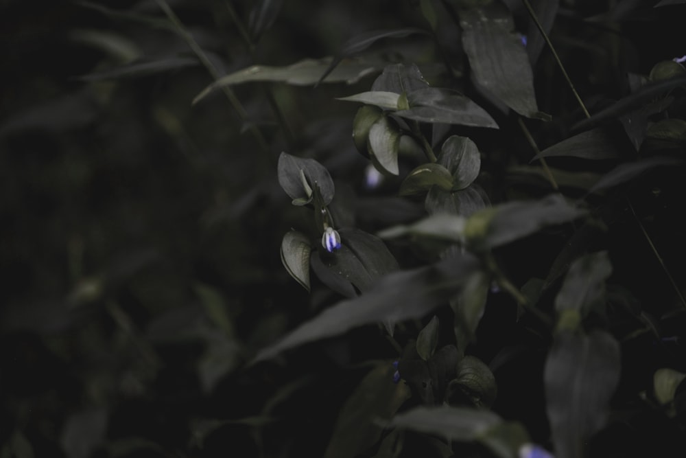 feuilles vertes avec des gouttelettes d’eau