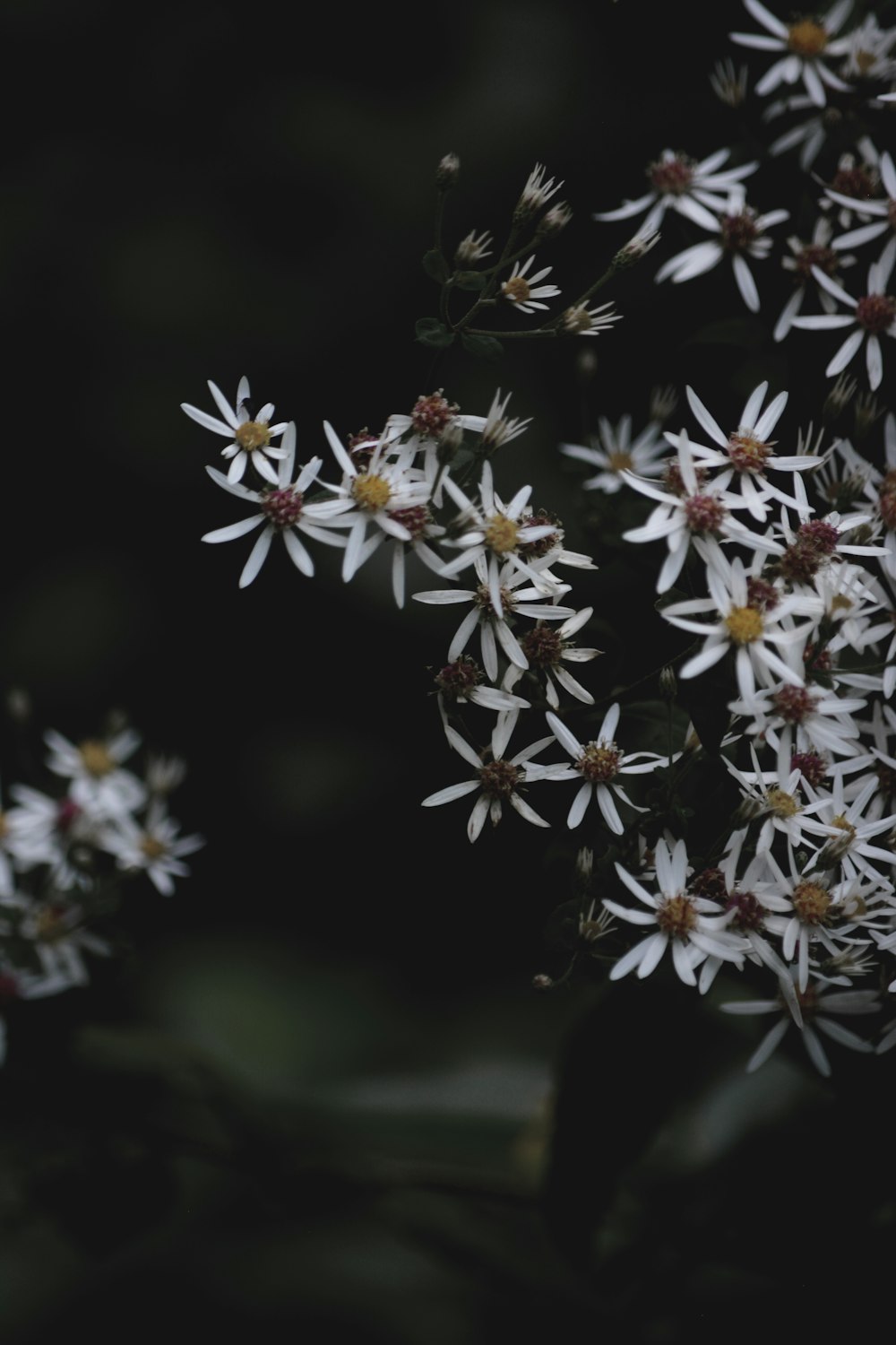 ein Strauß weißer Blumen, die blühen