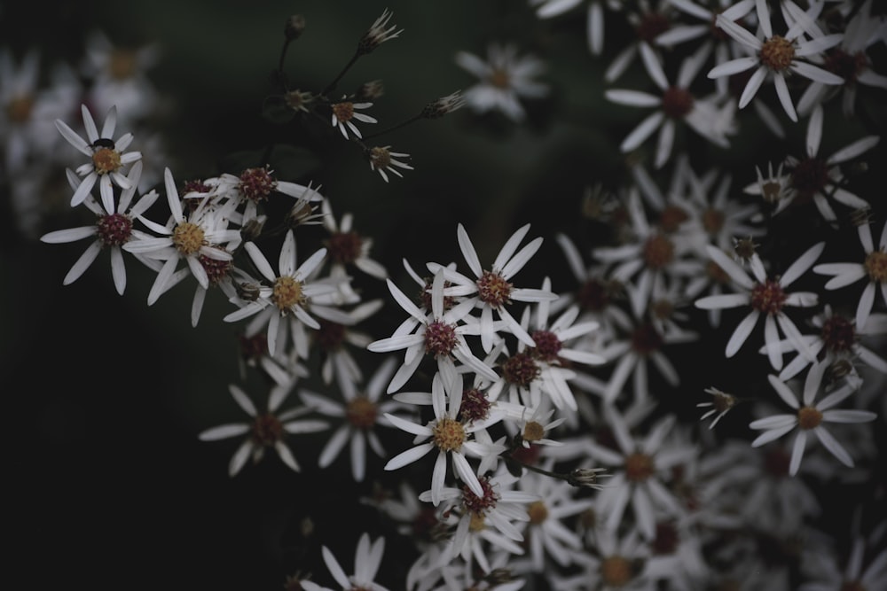 white and brown flowers in tilt shift lens