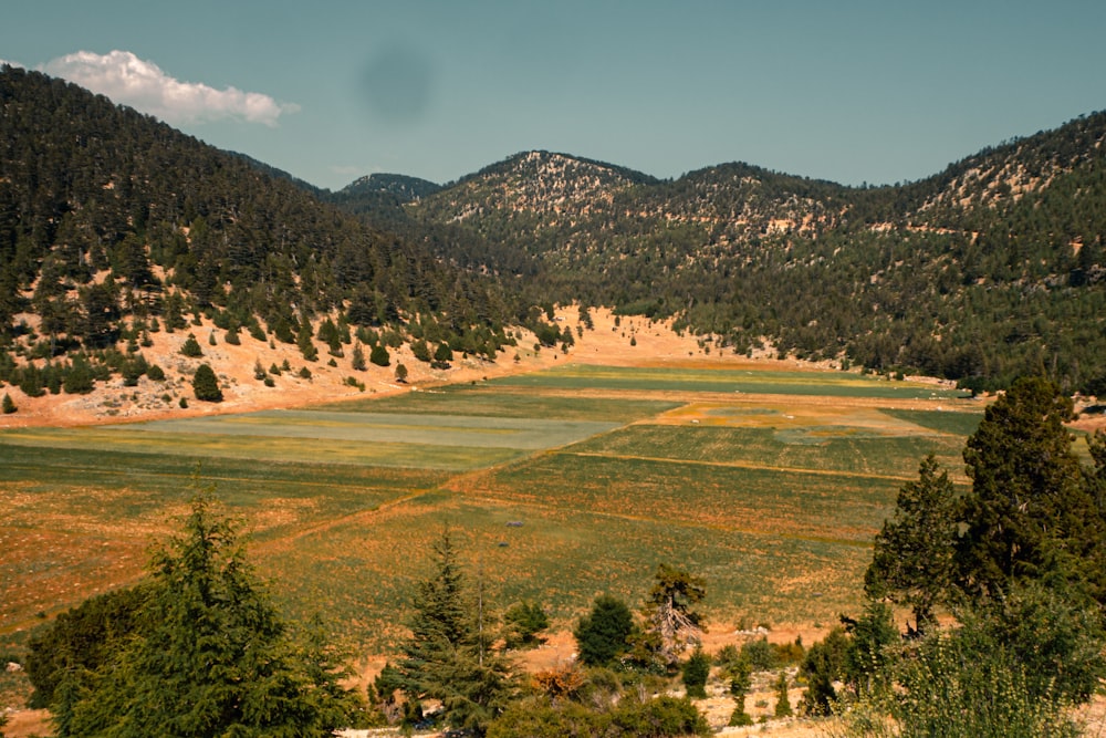 green grass field and trees during daytime