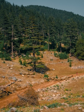 A large flock of sheep is moving across a dry, rocky landscape, with a path winding through the area. Tall trees surround the scene, and a person dressed in red stands to the right, directing the sheep.