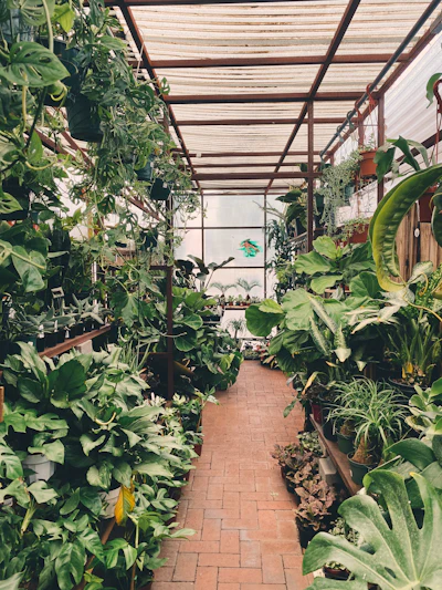 Nursery Plantation