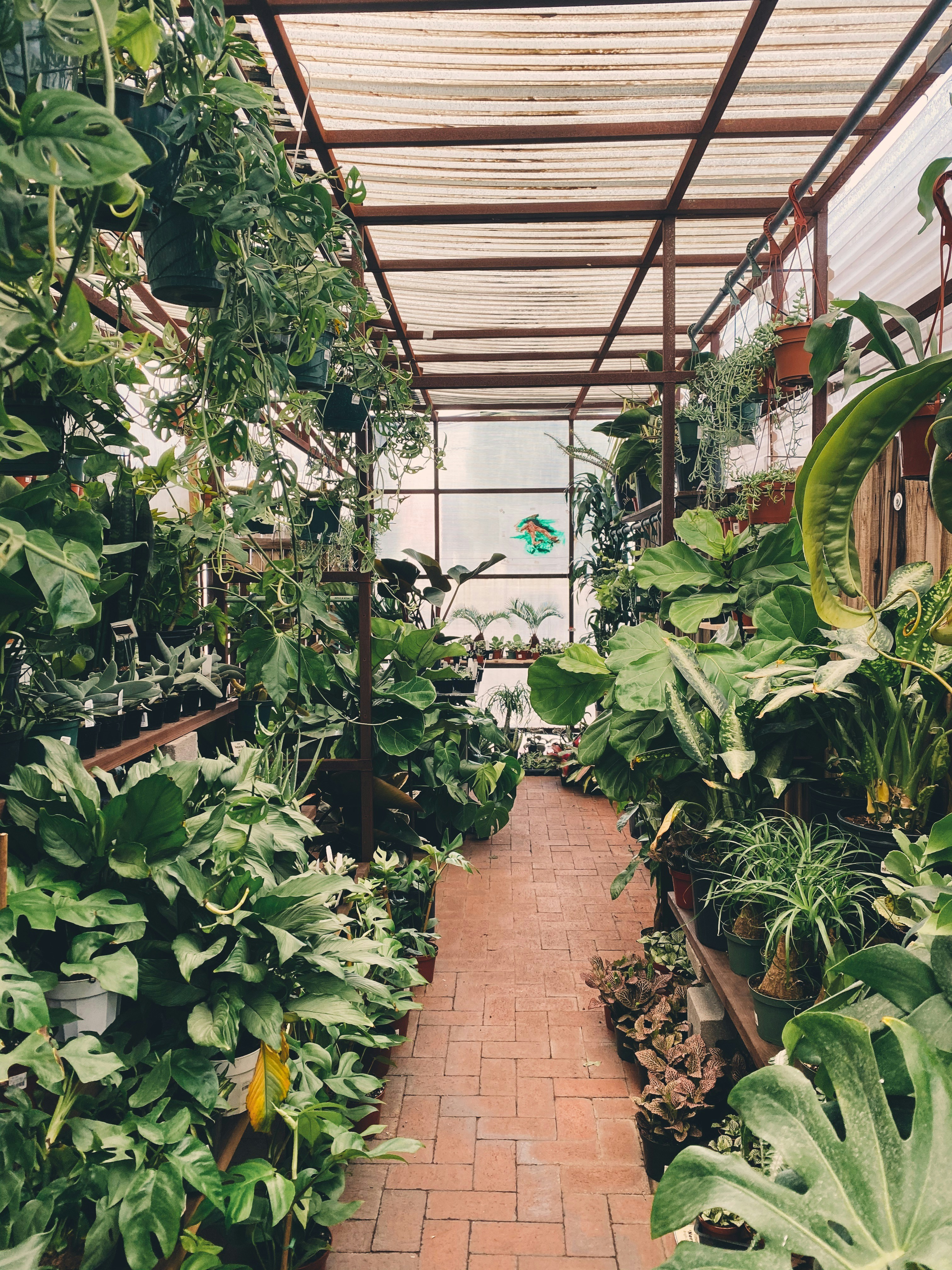 999+ plant nursery pictures | download free images on unsplash