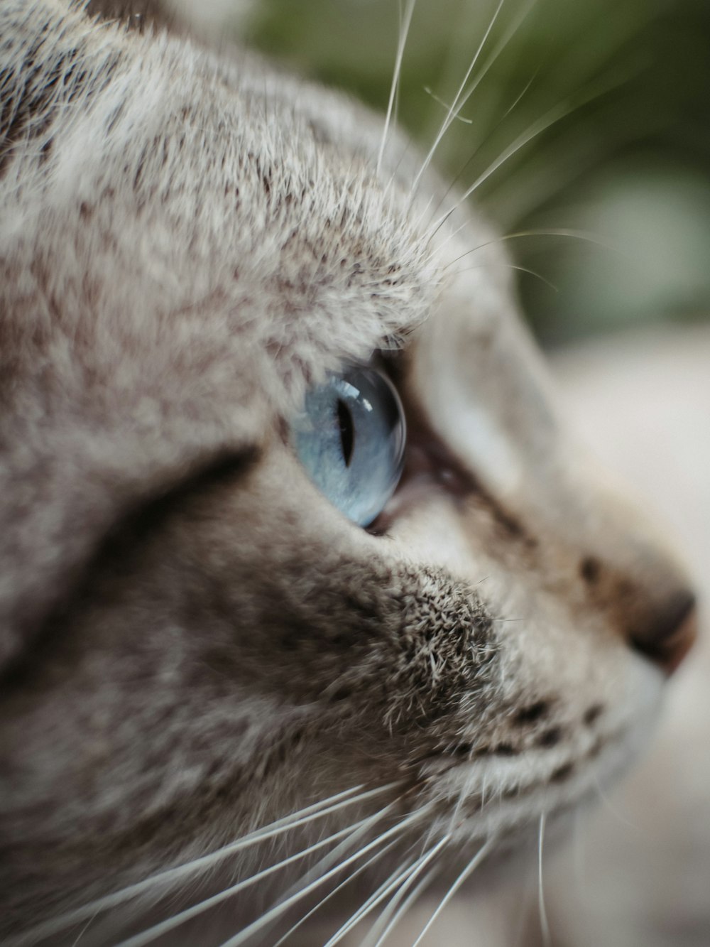 brown and white cat with blue eyes