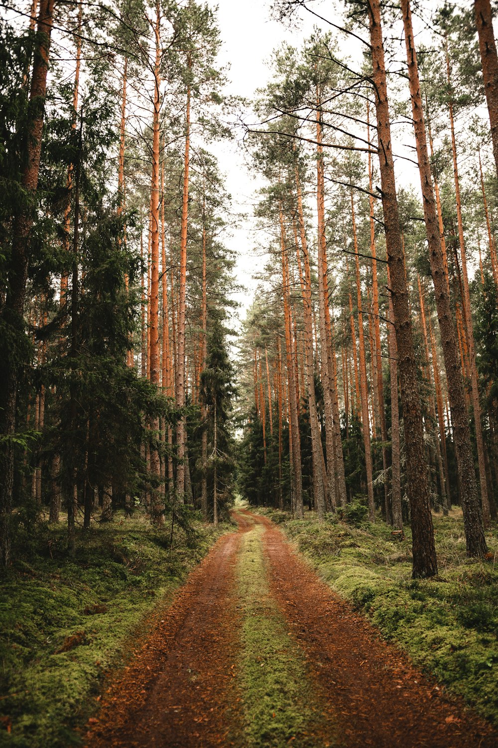 brown pathway between green trees during daytime