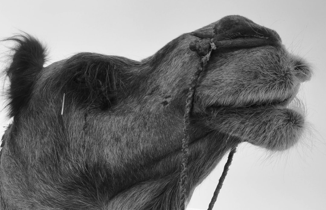 grayscale photo of a horse