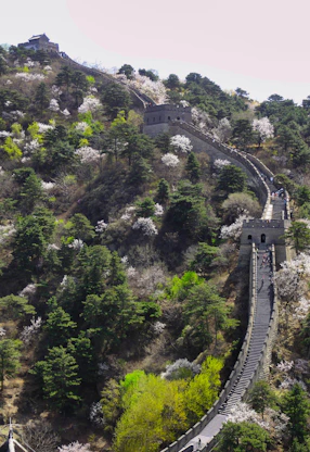 gray concrete bridge on top of green trees during daytime