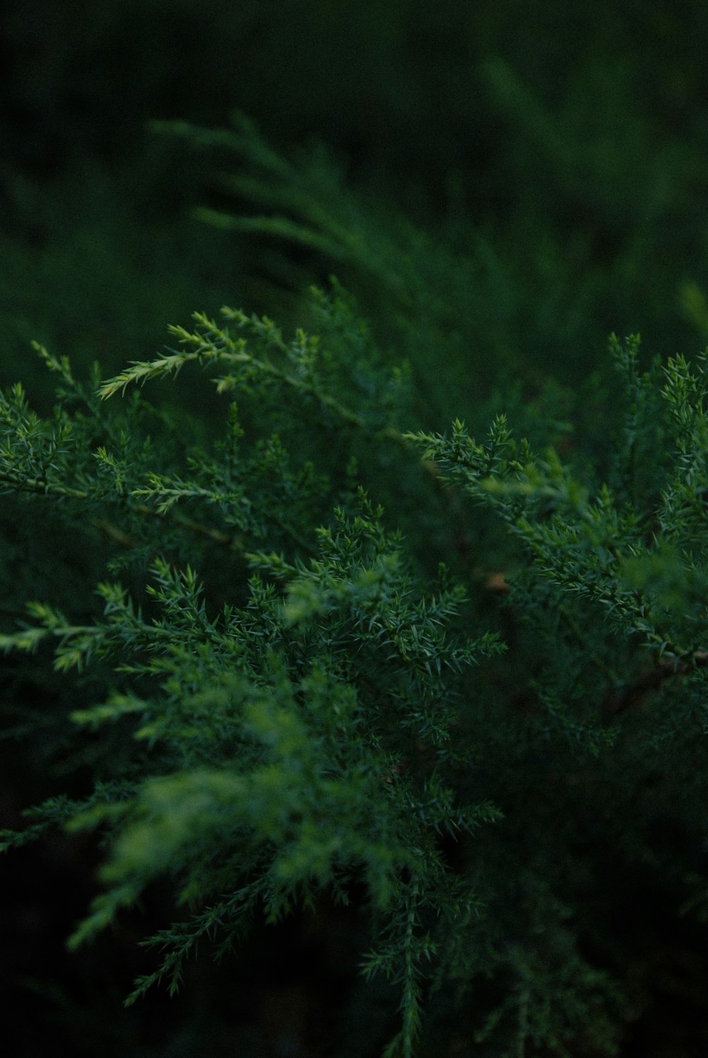 green leaves in close up photography