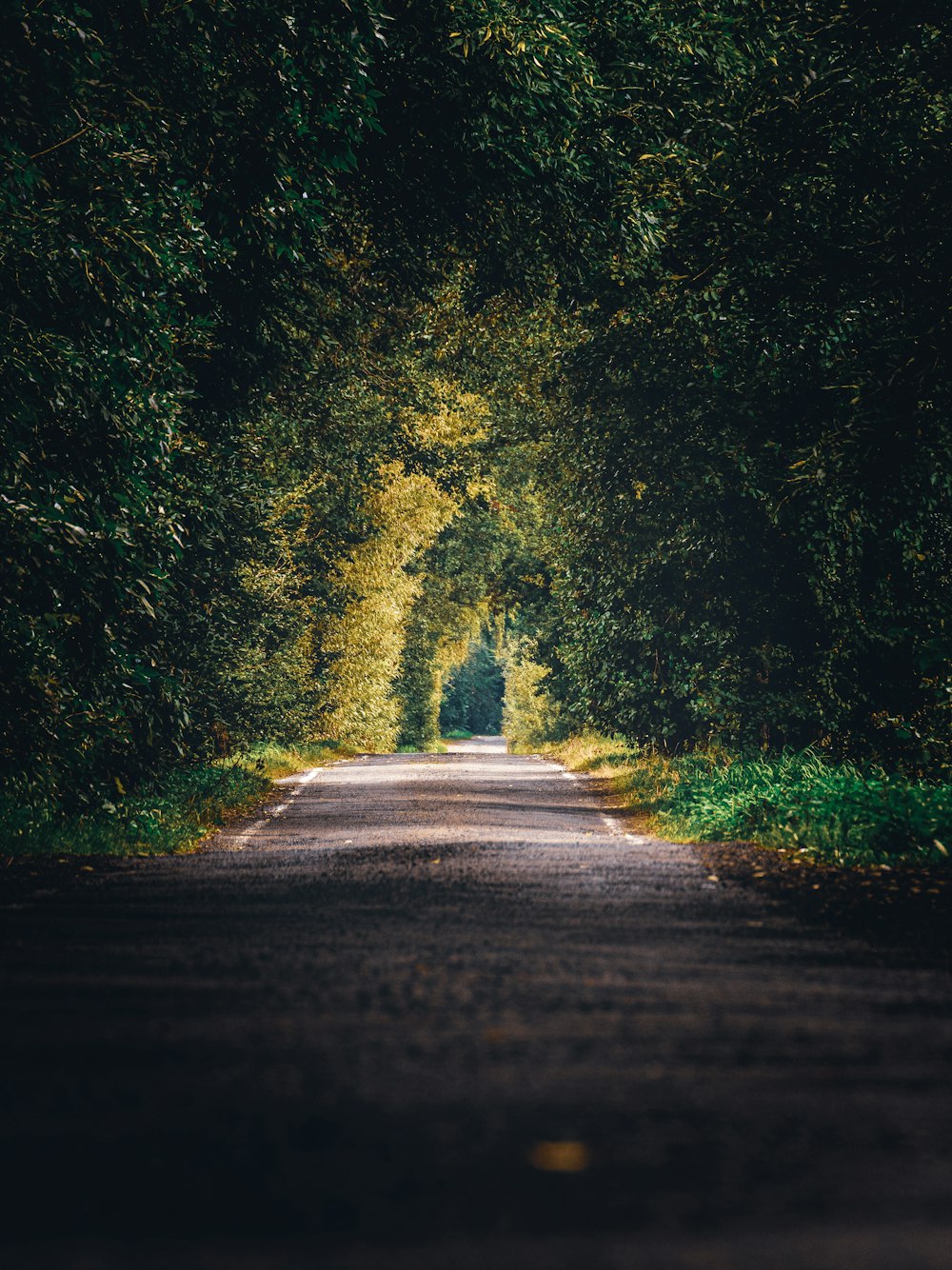 gray concrete road between green trees during daytime