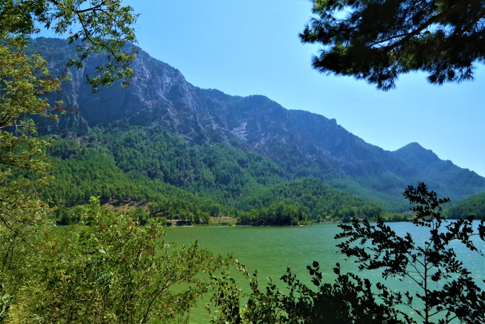 green trees near lake and mountain during daytime