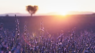 blue flowers under orange sky during sunset