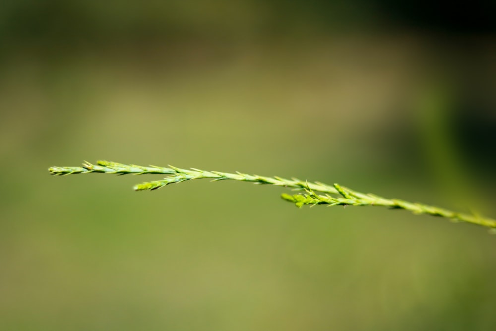 green leaf plant in close up photography