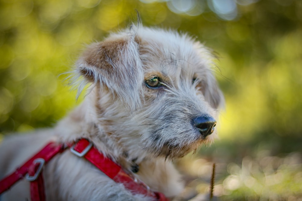 white long coat small dog with red leash