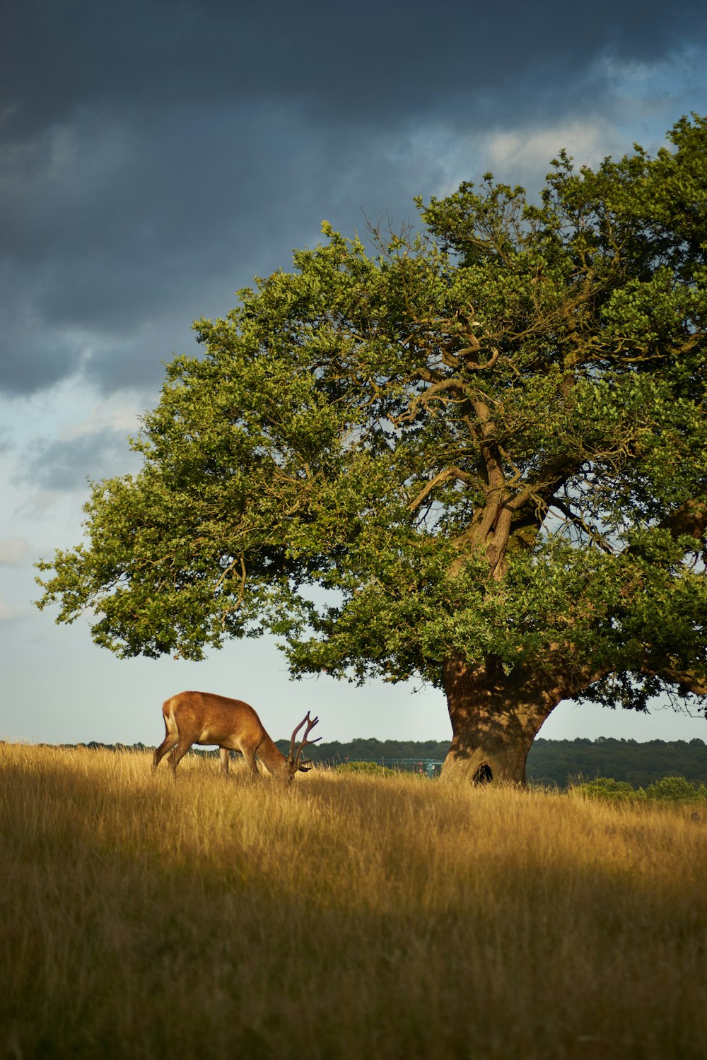 brown deer on green grass field during daytime