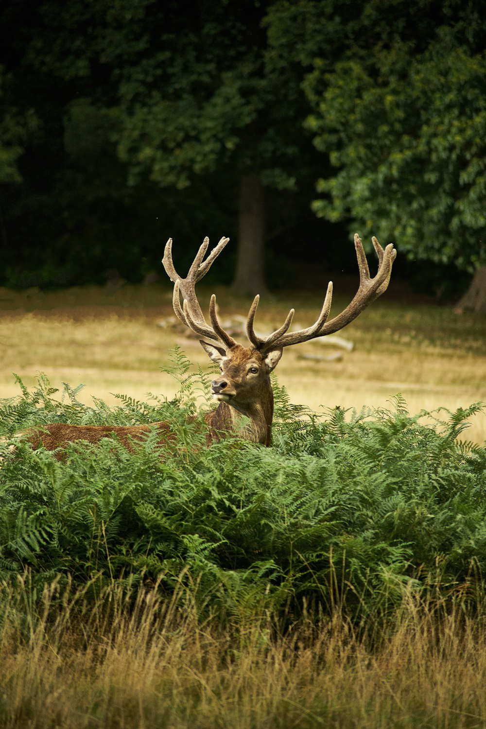 brown deer on brown grass field during daytime